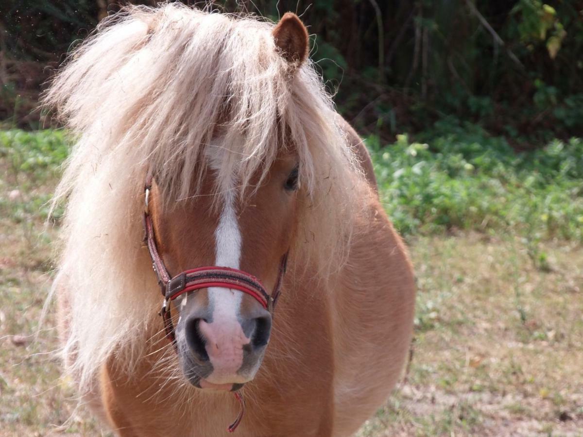 Ferienwohnung Zinne-Wigger Steimbke Luaran gambar